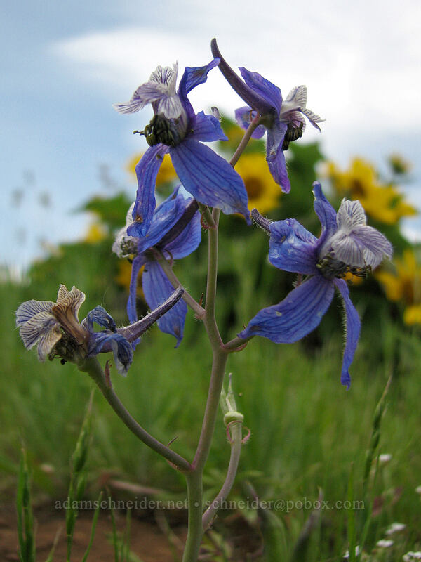 upland larkspur (Delphinium nuttallianum) [Hood River Mountain, Hood River Valley, Hood River County, Oregon]
