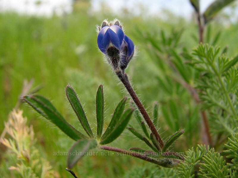 miniature lupine (Lupinus micranthus (Lupinus polycarpus)) [Hood River Mountain, Hood River Valley, Hood River County, Oregon]
