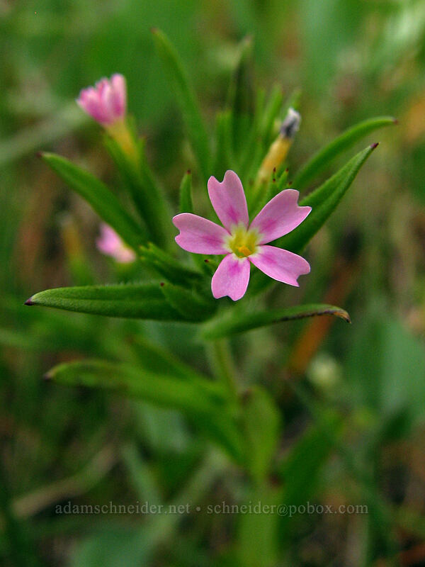 slender phlox (Microsteris gracilis (Phlox gracilis)) [Hood River Mountain, Hood River Valley, Hood River County, Oregon]
