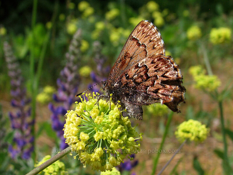 western pine elfin butterfly on desert parsley (Callophrys eryphon, Lomatium nudicaule) [Hood River Mountain, Hood River Valley, Hood River County, Oregon]