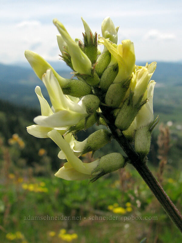 Hood River milk-vetch (Astragalus hoodianus) [Hood River Mountain, Hood River Valley, Hood River County, Oregon]