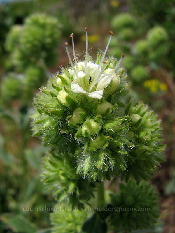 silver-leaf phacelia (Phacelia hastata) [Hood River Mountain, Hood River Valley, Hood River County, Oregon]