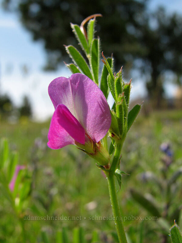 common vetch (Vicia sativa) [Hood River Mountain, Hood River Valley, Hood River County, Oregon]