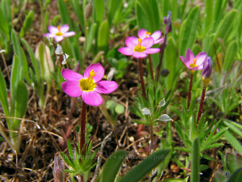 true baby stars (Leptosiphon bicolor (Linanthus bicolor)) [Hood River Mountain, Hood River Valley, Hood River County, Oregon]