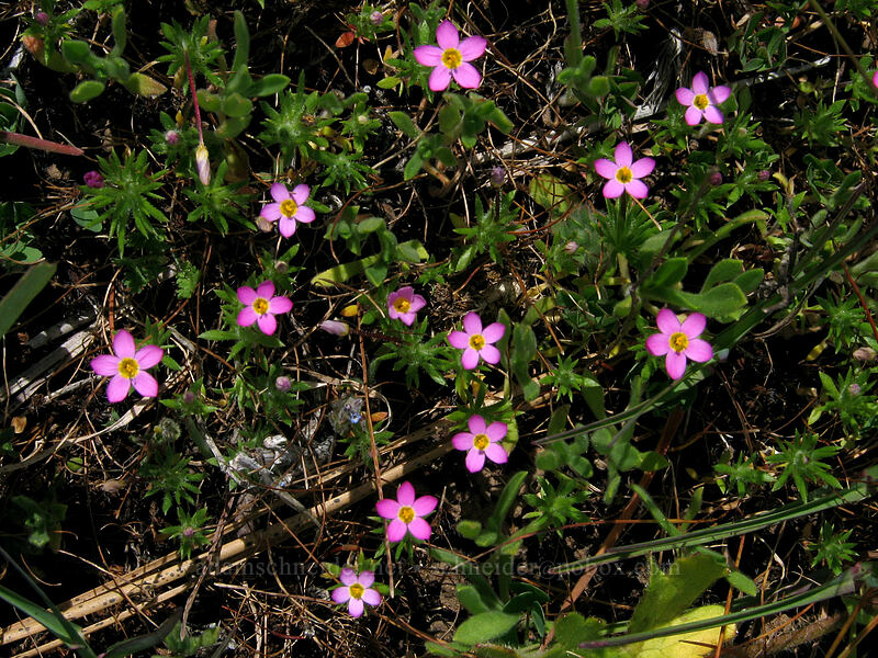true baby stars (Leptosiphon bicolor (Linanthus bicolor)) [Hood River Mountain, Hood River Valley, Hood River County, Oregon]