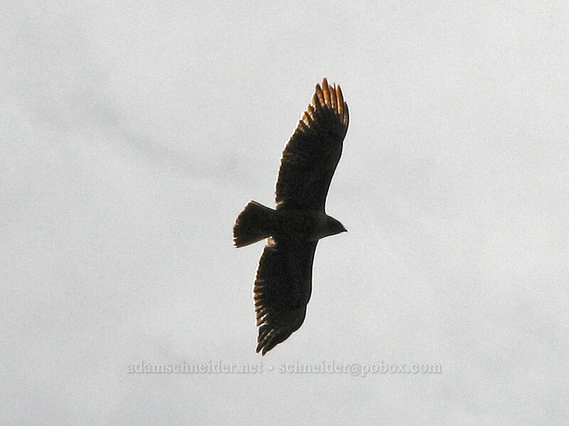 red-tailed hawk (Buteo jamaicensis) [Hood River Mountain, Hood River Valley, Hood River County, Oregon]