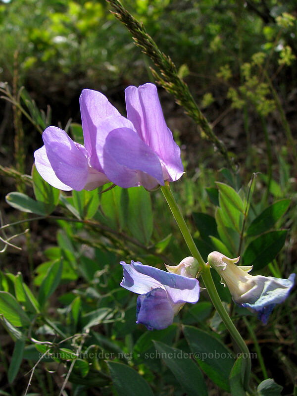 American vetch (Vicia americana) [Elder Road, Hood River Valley, Hood River County, Oregon]