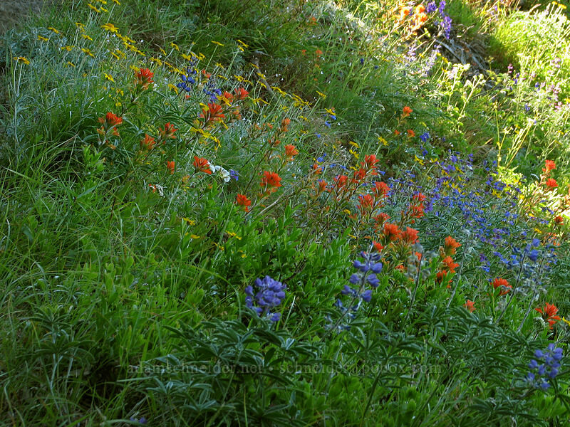 wildflowers [Bald Mountain, Mt. Hood Wilderness, Clackamas County, Oregon]