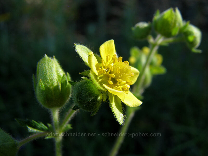 cinquefoil [Bald Mountain, Mt. Hood Wilderness, Clackamas County, Oregon]