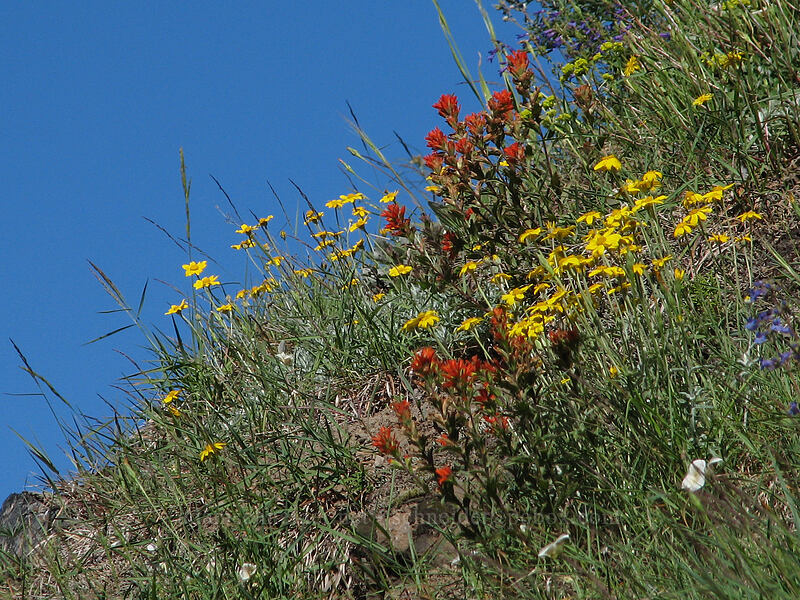 wildflowers [Bald Mountain, Mt. Hood Wilderness, Clackamas County, Oregon]