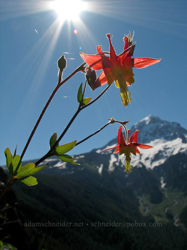 crimson columbine (Aquilegia formosa) [Bald Mountain, Mt. Hood Wilderness, Clackamas County, Oregon]