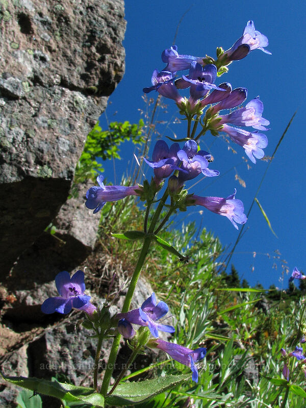 fine-tooth penstemon (Penstemon subserratus) [Bald Mountain, Mt. Hood Wilderness, Clackamas County, Oregon]