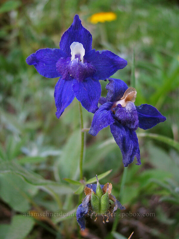 larkspur (Delphinium sp.) [Bald Mountain, Mt. Hood Wilderness, Clackamas County, Oregon]