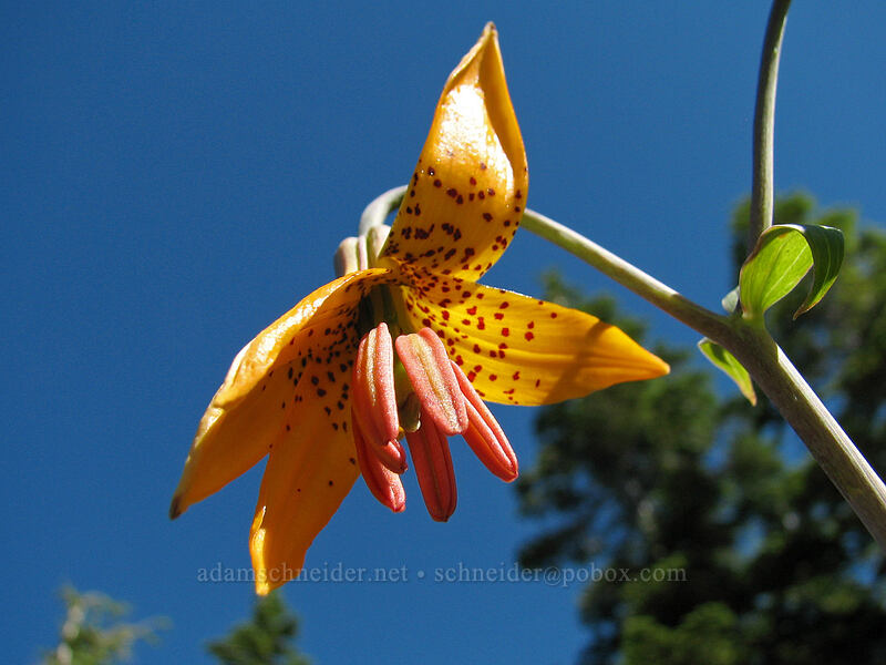 Columbia tiger lily (Lilium columbianum) [Bald Mountain Ridge, Mt. Hood Wilderness, Clackamas County, Oregon]