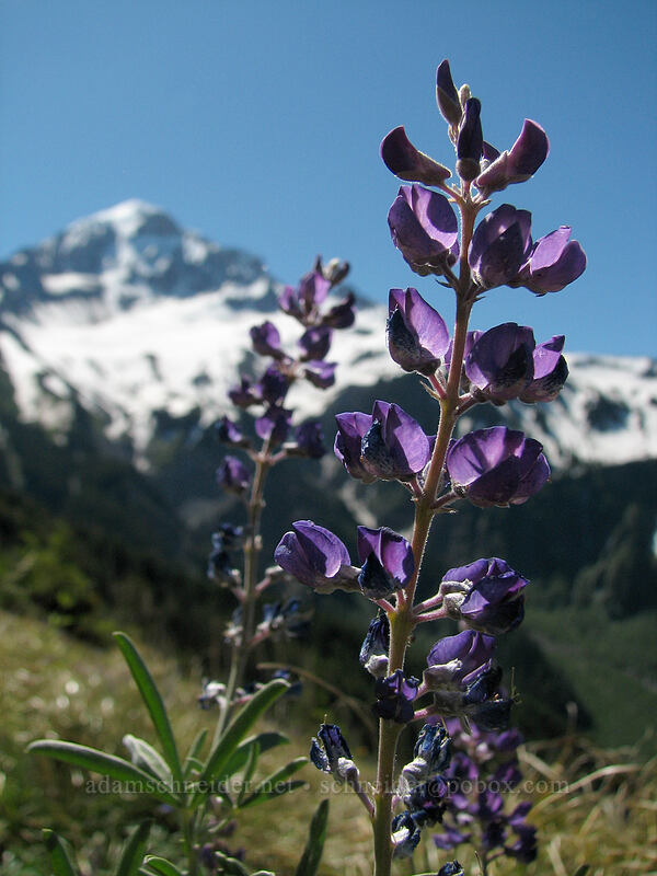 lupines (Lupinus latifolius) [Bald Mountain Ridge, Mt. Hood Wilderness, Clackamas County, Oregon]