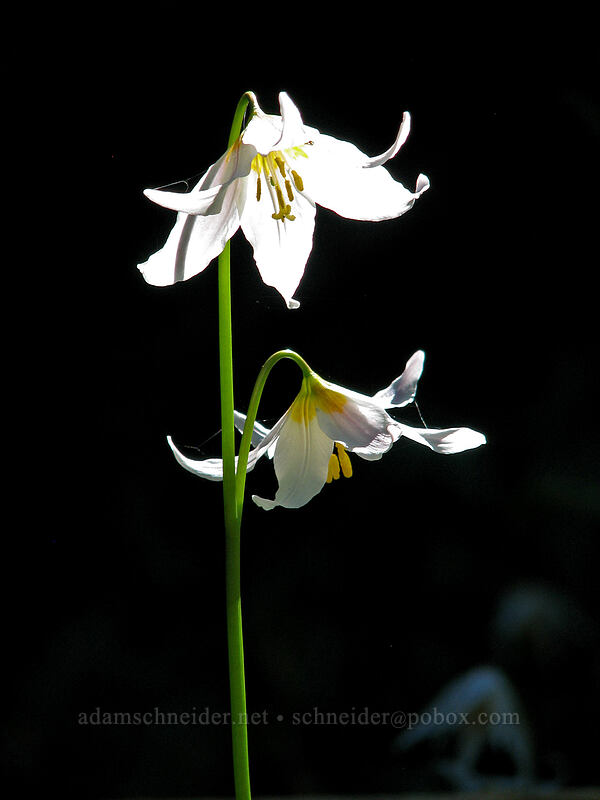 avalanche lilies (Erythronium montanum) [Bald Mountain Ridge, Mt. Hood Wilderness, Hood River County, Oregon]