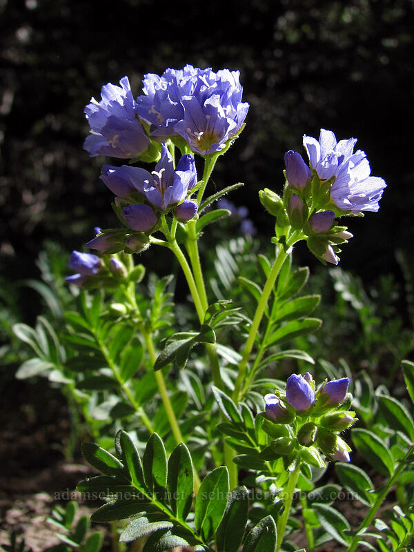 California Jacob's ladder (Polemonium californicum) [McNeil Point Scramble Trail, Mt. Hood Wilderness, Clackamas County, Oregon]