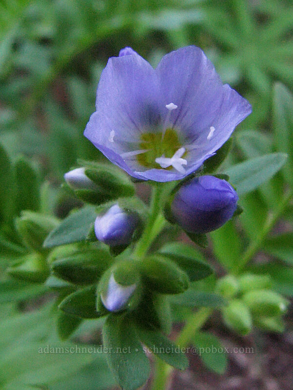 California Jacob's ladder (Polemonium californicum) [McNeil Point Scramble Trail, Mt. Hood Wilderness, Clackamas County, Oregon]