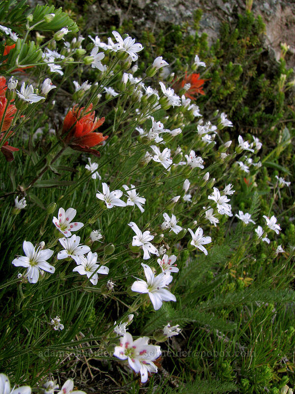 mountain sandwort & paintbrush (Eremogone capillaris (Arenaria capillaris), Castilleja sp.) [McNeil Point Scramble Trail, Mt. Hood Wilderness, Clackamas County, Oregon]