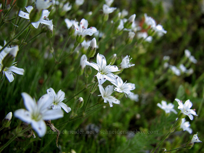 mountain sandwort (Eremogone capillaris (Arenaria capillaris)) [McNeil Point Scramble Trail, Mt. Hood Wilderness, Clackamas County, Oregon]