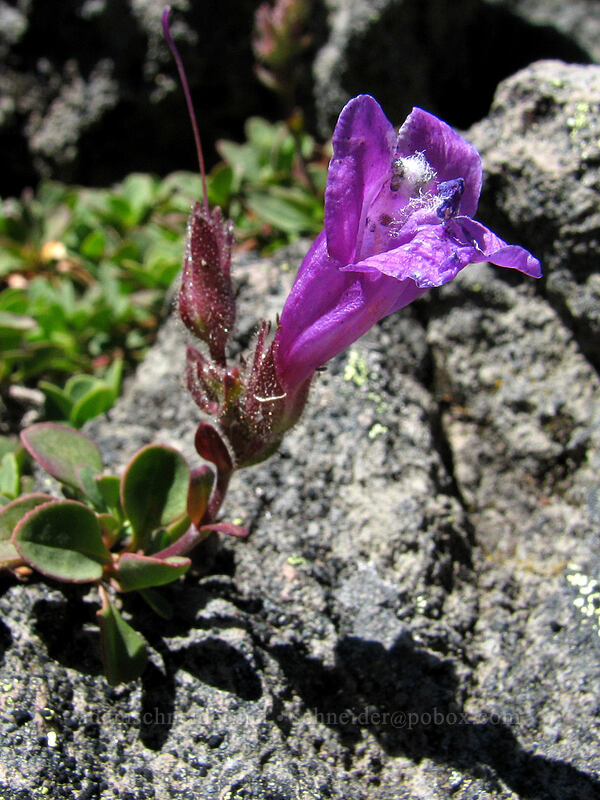 Davidson's penstemon (Penstemon davidsonii) [above McNeil Point, Mt. Hood Wilderness, Clackamas County, Oregon]