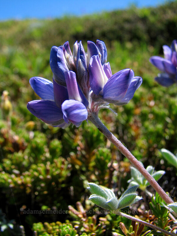 dwarf lupine (Lupinus lepidus var. lobbii) [above McNeil Point, Mt. Hood Wilderness, Clackamas County, Oregon]