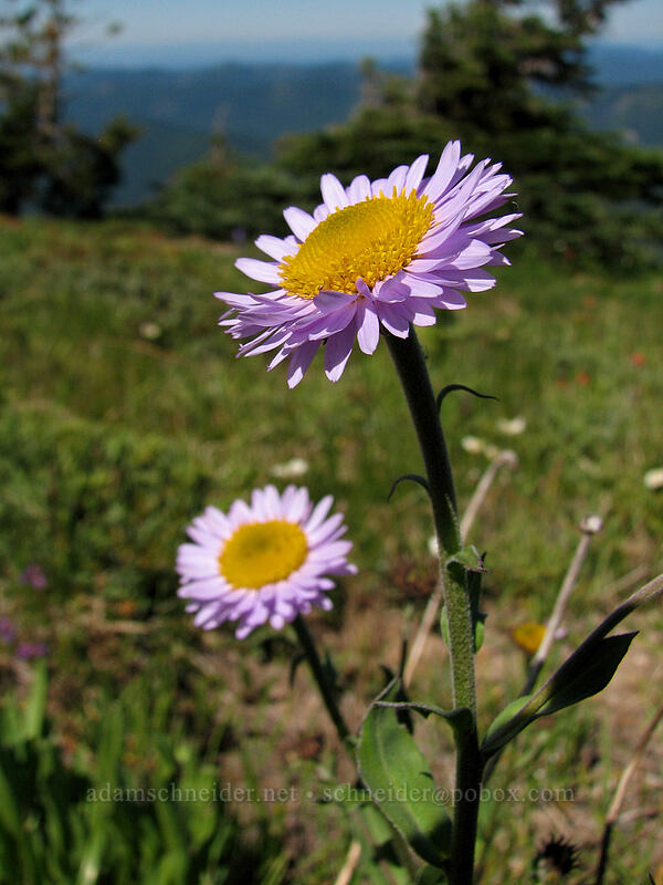subalpine fleabane (Erigeron glacialis var. glacialis) [above McNeil Point, Mt. Hood Wilderness, Clackamas County, Oregon]