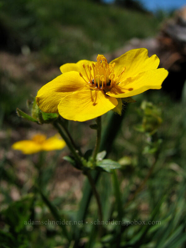 fan-leaf cinquefoil (Potentilla flabellifolia) [McNeil Point, Mt. Hood Wilderness, Clackamas County, Oregon]