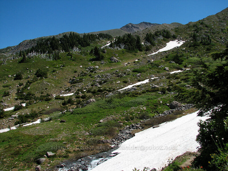 meadows above Cairn Basin [McNeil Point Trail, Mt. Hood Wilderness, Hood River County, Oregon]