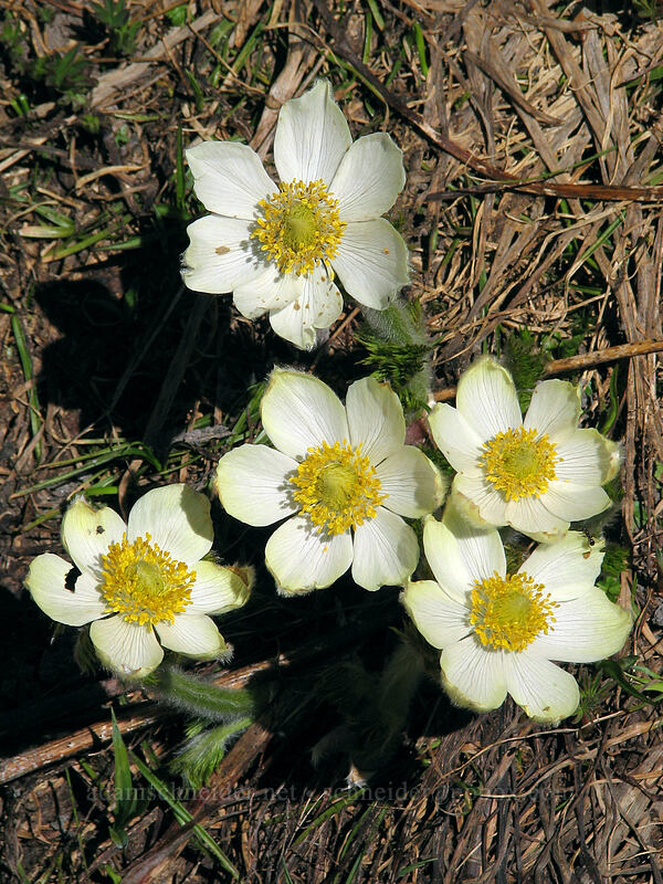 western pasqueflowers (Anemone occidentalis (Pulsatilla occidentalis)) [above Cairn Basin, Mt. Hood Wilderness, Hood River County, Oregon]