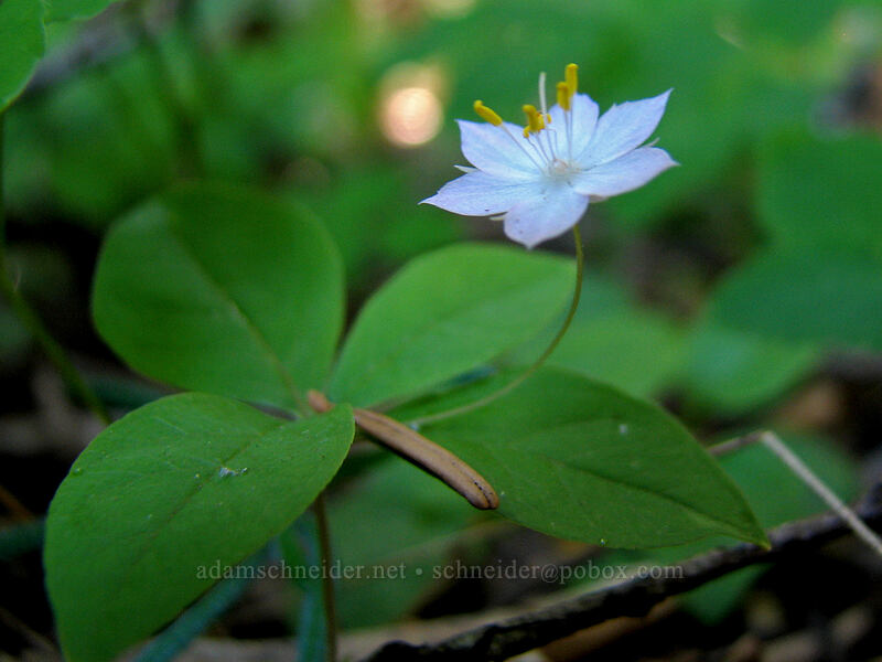 western starflower (Lysimachia latifolia (Trientalis borealis ssp. latifolia)) [Bald Mountain, Mt. Hood Wilderness, Clackamas County, Oregon]
