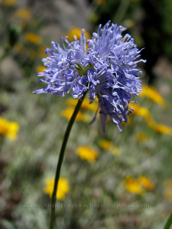 blue-headed gilia (Gilia capitata) [Bald Mountain, Mt. Hood Wilderness, Clackamas County, Oregon]