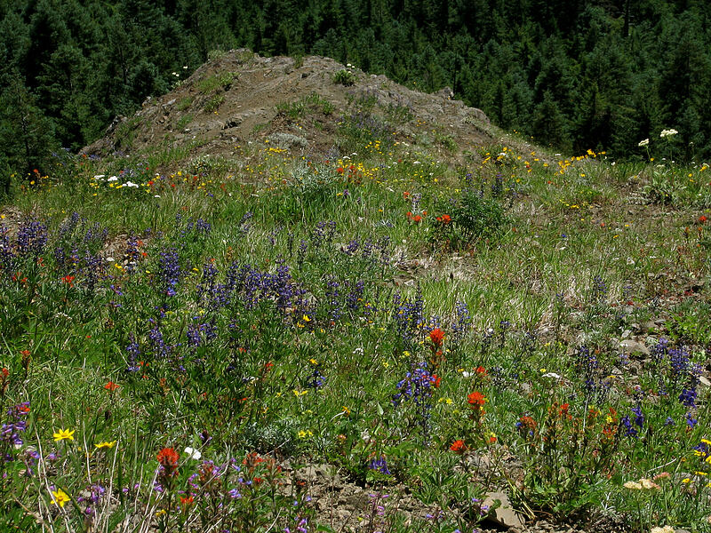 wildflowers [Bald Mountain, Mt. Hood Wilderness, Clackamas County, Oregon]