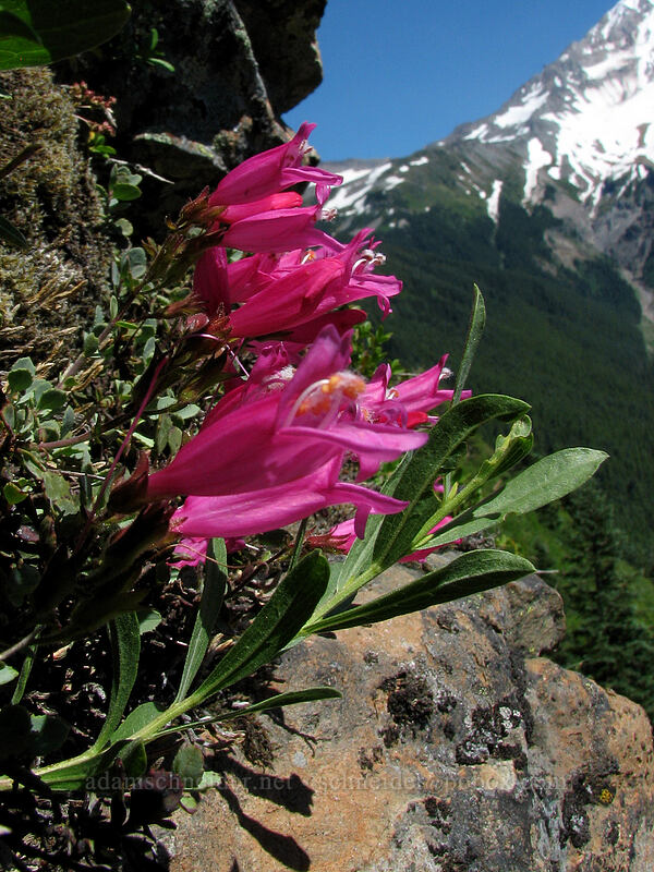 cliff penstemon (Penstemon rupicola) [Bald Mountain, Mt. Hood Wilderness, Clackamas County, Oregon]