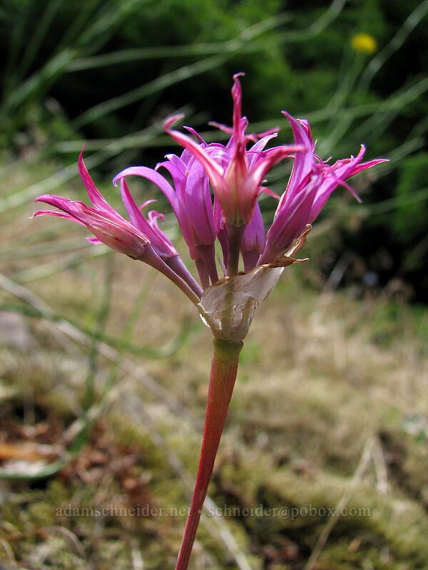taper-tip onion (Hooker's onion) (Allium acuminatum) [Summit Creek Canyon, Columbia River Gorge, Hood River County, Oregon]