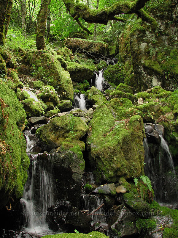 mossy waterfalls [Summit Creek Canyon, Columbia River Gorge, Hood River County, Oregon]