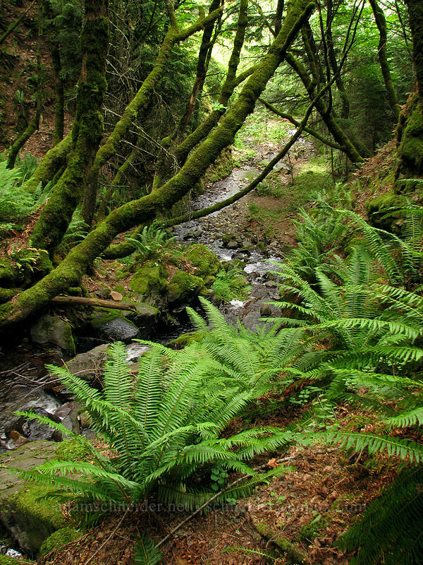 looking downstream [Summit Creek Canyon, Columbia River Gorge, Hood River County, Oregon]