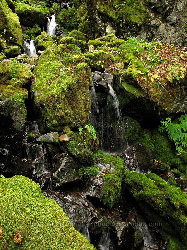 mossy waterfalls [Summit Creek Canyon, Columbia River Gorge, Hood River County, Oregon]