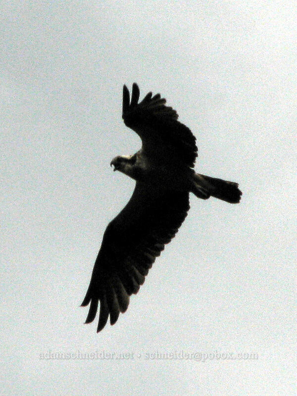 osprey (Pandion haliaetus) [Summit Creek Canyon, Columbia River Gorge, Hood River County, Oregon]