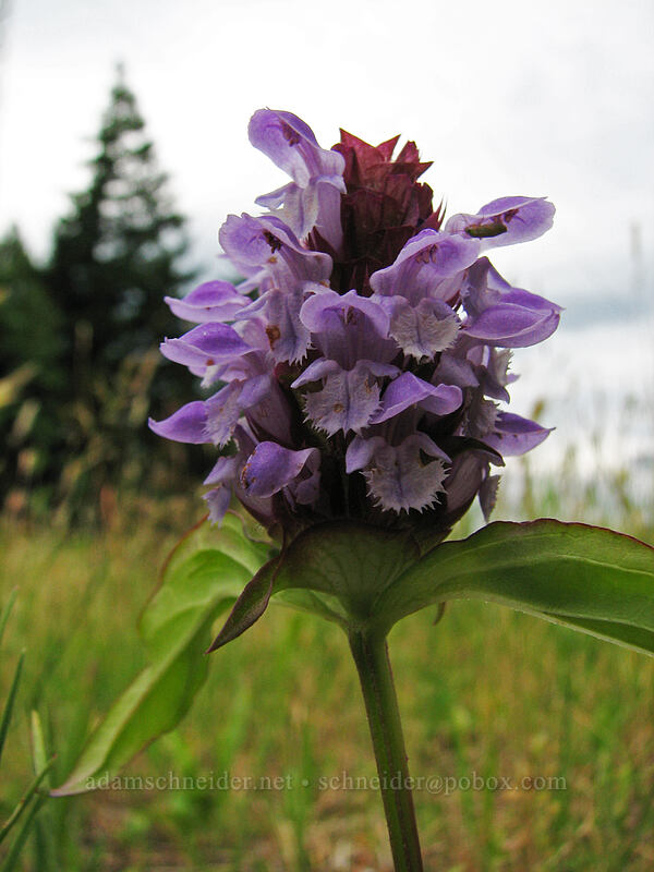 self-heal (Prunella vulgaris) [Summit Creek Canyon, Columbia River Gorge, Hood River County, Oregon]