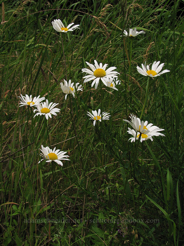 ox-eye daisies (Leucanthemum vulgare) [Summit Creek Canyon, Columbia River Gorge, Hood River County, Oregon]