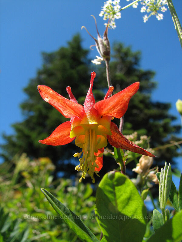 western columbine (Aquilegia formosa) [Silver Star Mountain, Gifford Pinchot Nat'l Forest, Skamania County, Washington]