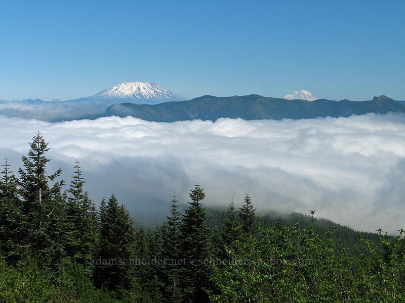 Mt. St. Helens & Mt. Rainier [Silver Star Mountain, Gifford Pinchot Nat'l Forest, Skamania County, Washington]