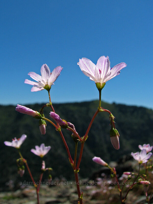 Columbia lewisia (Lewisia columbiana) [Ed's Trail, Silver Star Mountain, Gifford Pinchot Nat'l Forest, Skamania County, Washington]