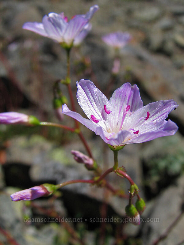 Columbia lewisia (Lewisia columbiana) [Ed's Trail, Silver Star Mountain, Gifford Pinchot Nat'l Forest, Skamania County, Washington]