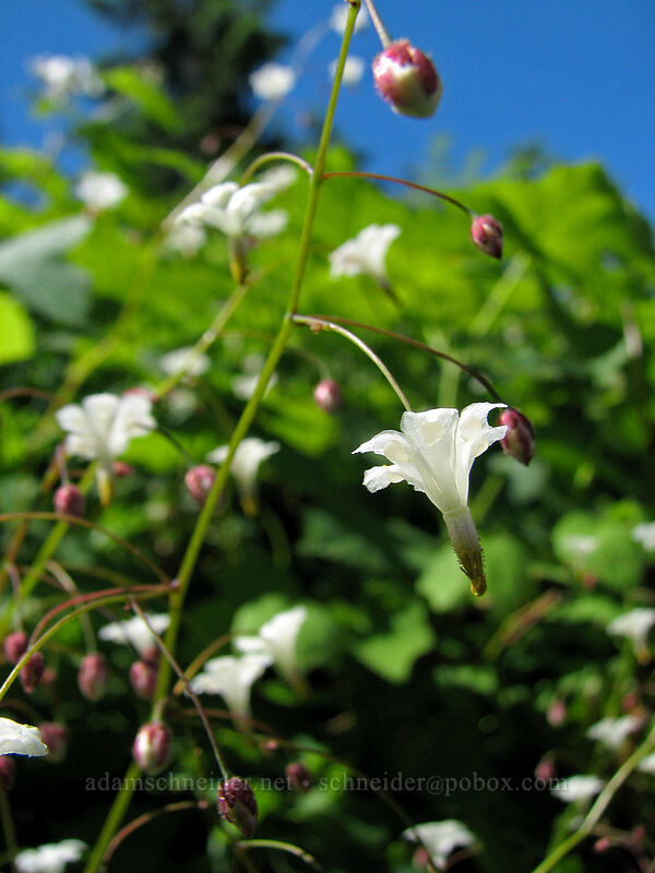 inside-out flower (Vancouveria hexandra) [Ed's Trail, Silver Star Mountain, Gifford Pinchot Nat'l Forest, Skamania County, Washington]