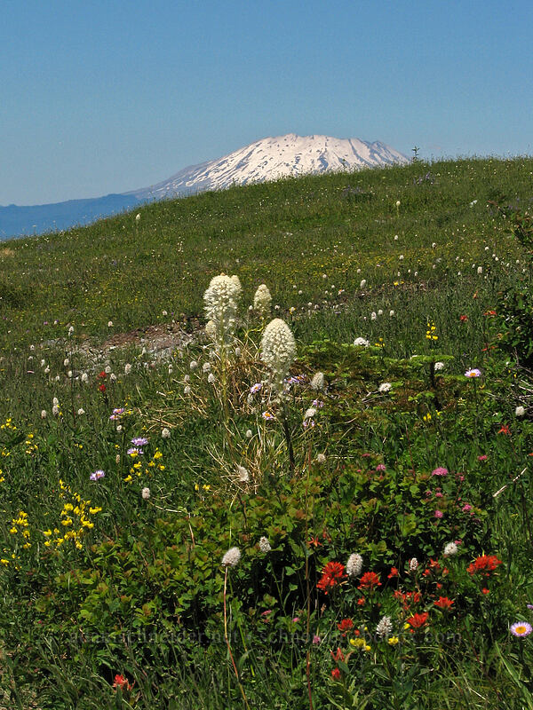Mt. St. Helens & wildflowers (Xerophyllum tenax, Castilleja sp., Thermopsis montana, Bistorta bistortoides (Polygonum bistortoides), Erigeron glacialis var. glacialis) [Silver Star Mountain, Gifford Pinchot Nat'l Forest, Skamania County, Washington]