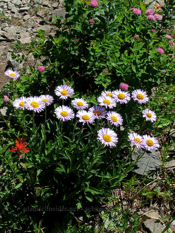 subalpine fleabane (Erigeron glacialis var. glacialis) [Silver Star Mountain, Gifford Pinchot Nat'l Forest, Skamania County, Washington]