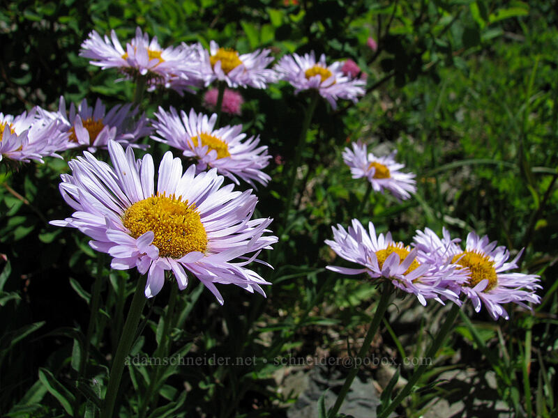 subalpine fleabane (Erigeron glacialis var. glacialis) [Silver Star Mountain, Gifford Pinchot Nat'l Forest, Skamania County, Washington]