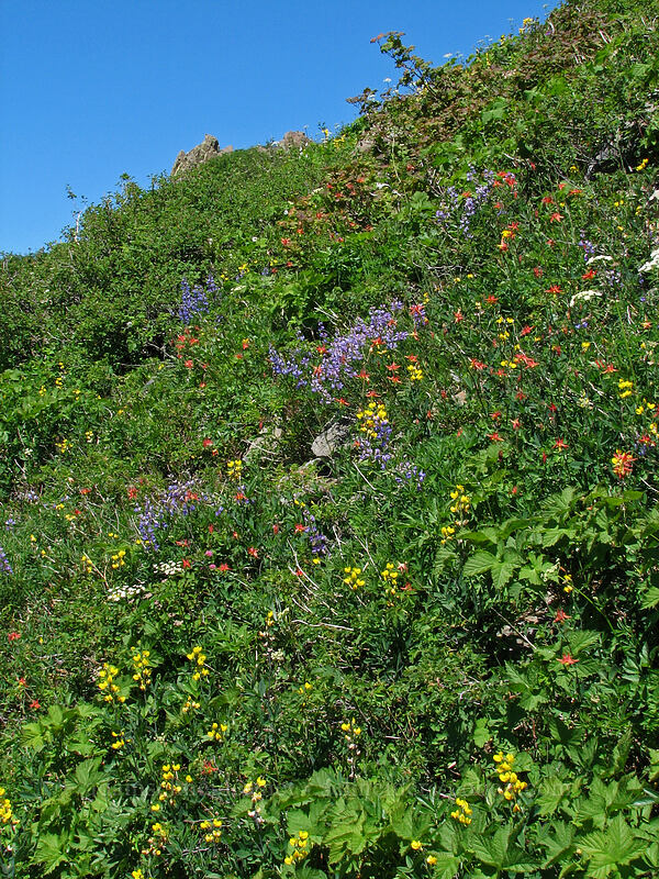 wildflowers (Thermopsis montana, Ligusticum sp., Lupinus latifolius, Aquilegia formosa) [Silver Star Mountain, Gifford Pinchot Nat'l Forest, Skamania County, Washington]